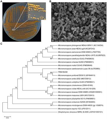 Micromonospora profundi TRM 95458 converts glycerol to a new osmotic compound